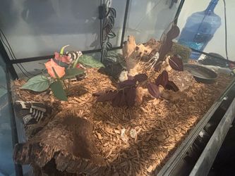 Ball python with full inclosure
