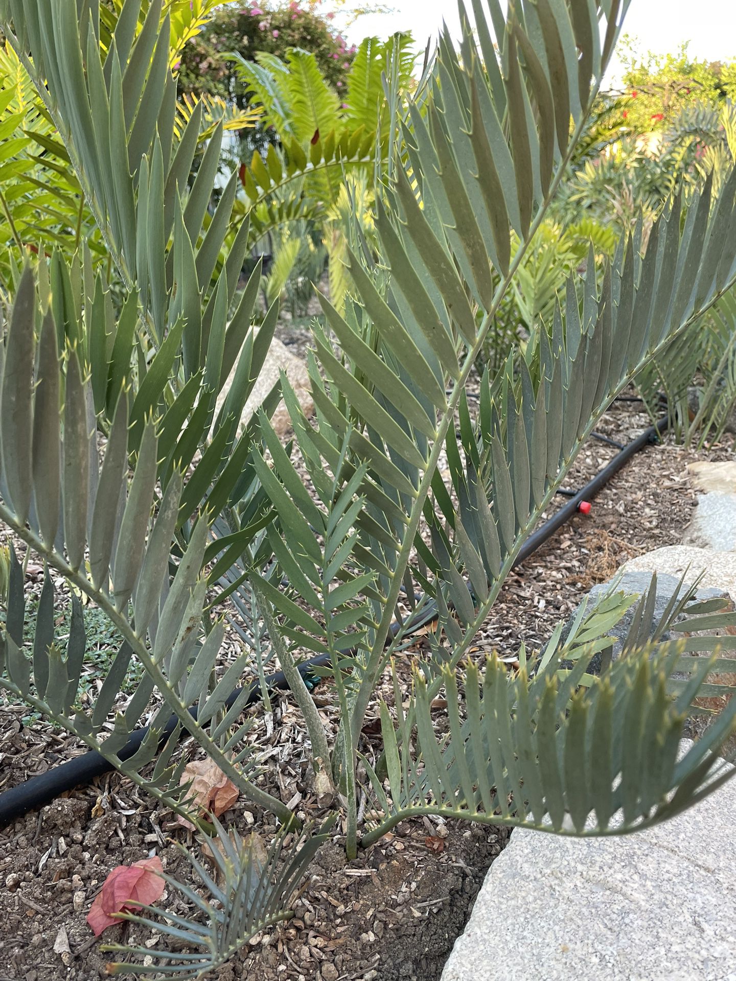 Cycad Encephalartos Middelburgensis X Dyerianus Plant Rare