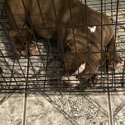 Dog Cage 