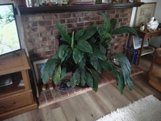 50 year old peace lily