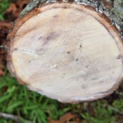 Free fire wood if removed