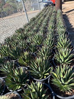 Agave blue glow