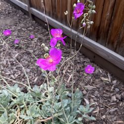 Rock Purslane Cistanthe grandiflora Succulent Plant Pink Purple Flowers