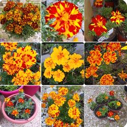 Organic Marigold mix colors. 5-7 Plants in pot$4