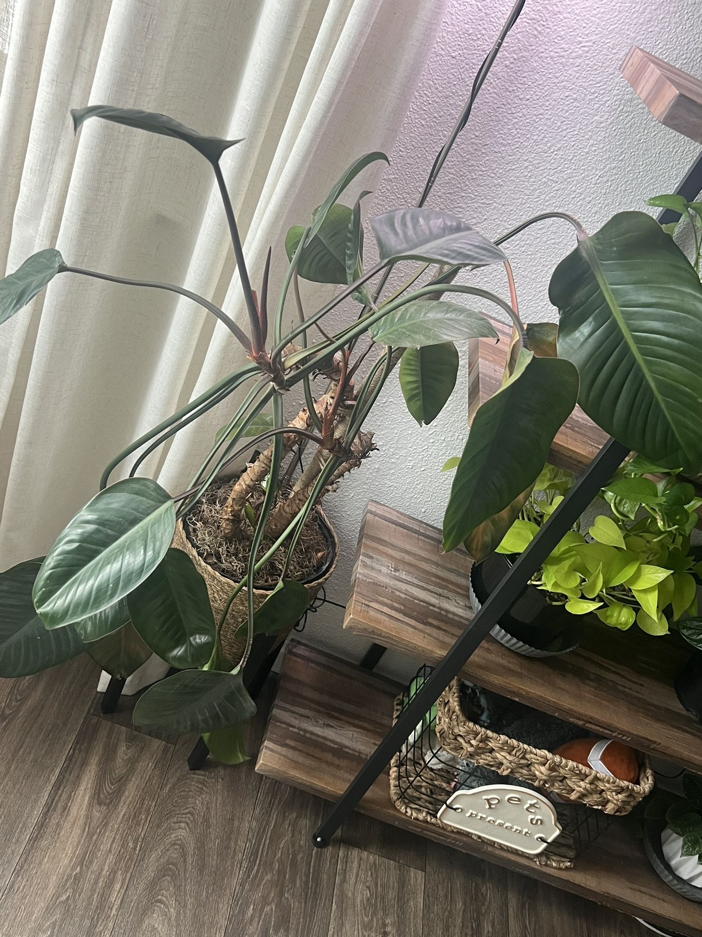 (Beautiful Big Tropical Indoor Plant) No Base No Light Just Plant.