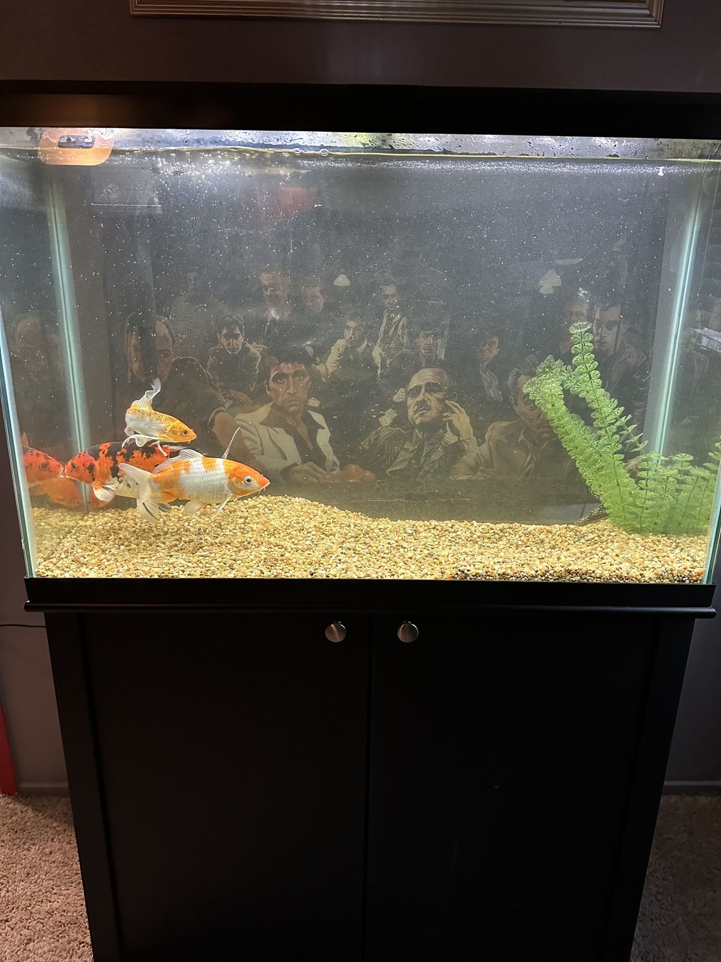 55 Gallon top fin aquarium setup