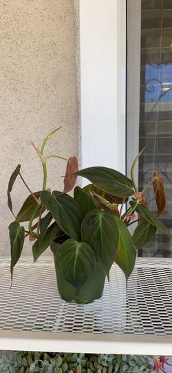 Micans Plant