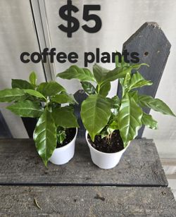 Arabic Coffee Bean Plants 