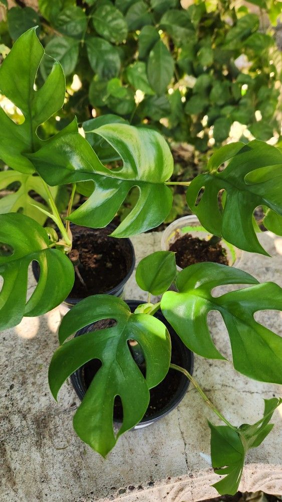 Mini Monstera Climbing/Vine Plant $12