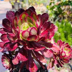Rare Red Aeonium Mardi Gras) live rooted, get 2 free succulents