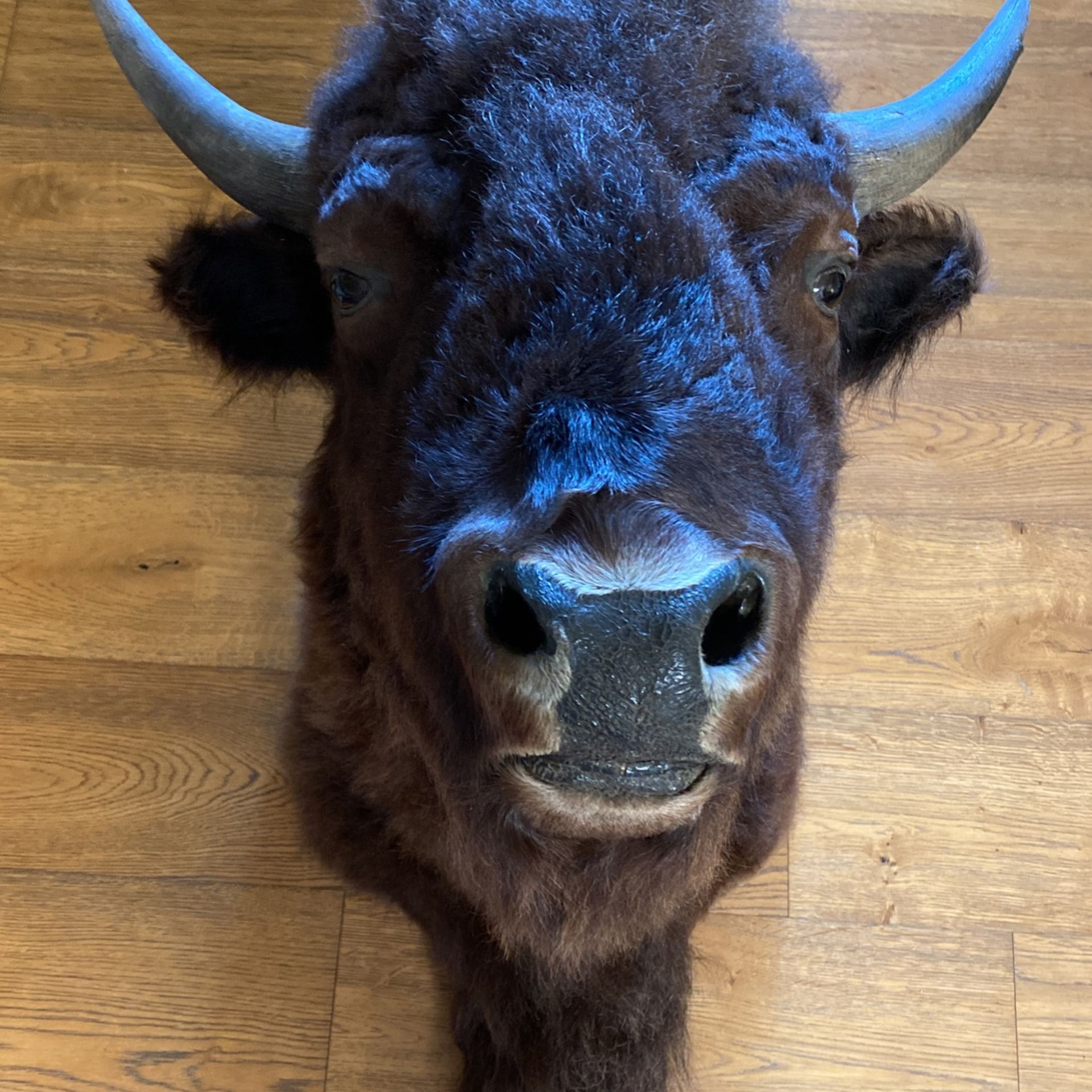 Bison Taxidermy Head Wall Mount