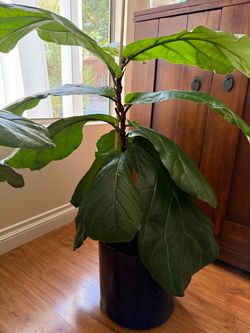 Fiddle Leaf