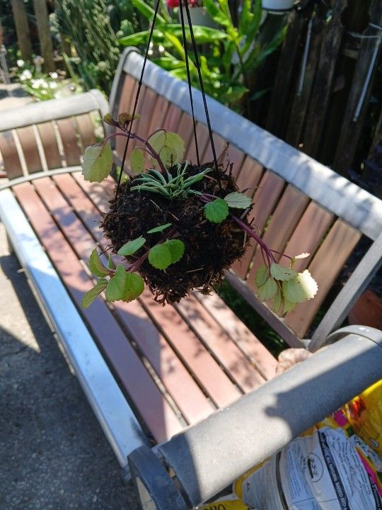 Hanging Chinese Money Plant And Spider Plant