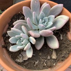 OPALINA GRAPTOVERIA Succulent Plant