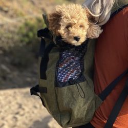 Dog Backpack Carrier