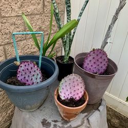 Purple Cactus Cuttings 🌵 💜 
