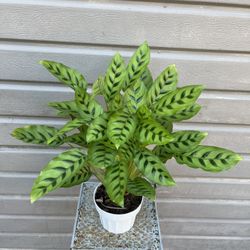6” calathea leopardina 