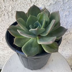 1 Gallon Pot Succulent Plant - Echeveria Pulidonis  - Pulido's Echeveria - Rooted & Established - Drought Resistant - 🪴