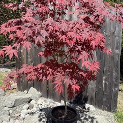 Japanese Maple Oshi Beni