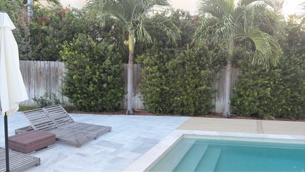 Podocarpus