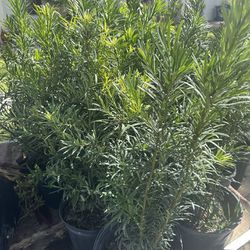 Plants $7