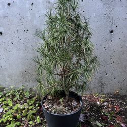 Sciadopitys - Japanese Umbrella Pine