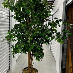 9-FOOT FICUS TREE