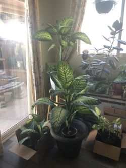 INDOOR TROPIC SNOW DIEFFENBACHIA/ Please Read Ad Thoroughly!!!! Hi