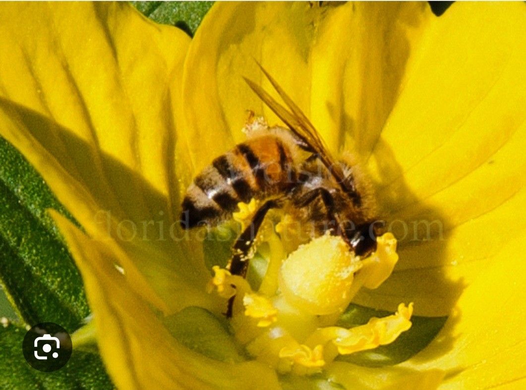 Small healthy beehive