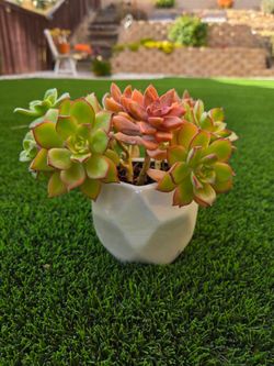 Succulent Arrangement