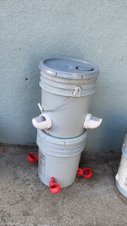 Food and water dispenser for hens