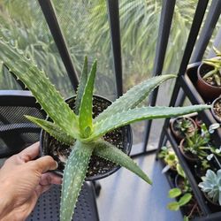 Aloe plant for sale