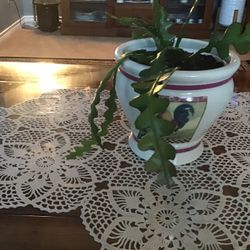 Fish Bone Cactus 