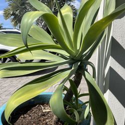 Agave On Sale