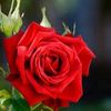 Flor