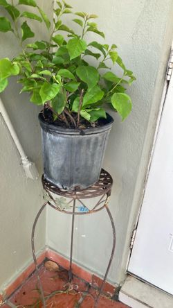 Plant