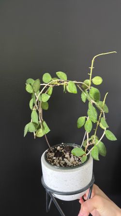 Hoya nummularioides