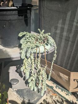 Large hanging plant Burros tail
