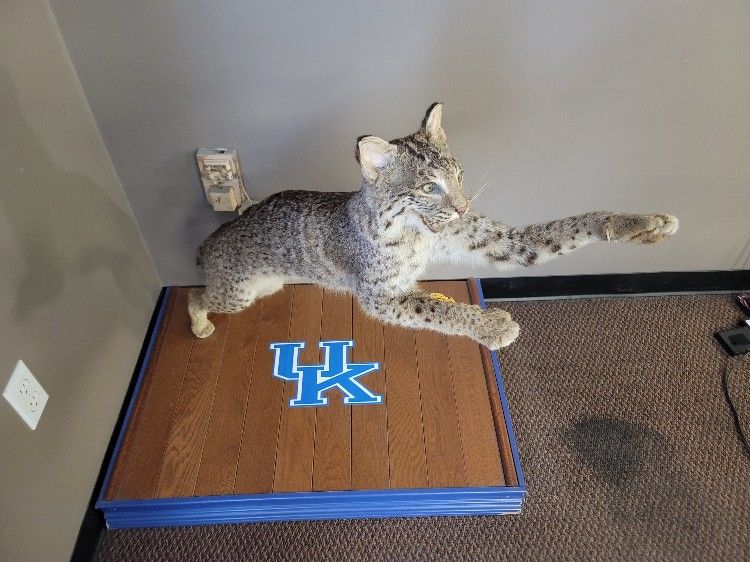 Ky Wildcat