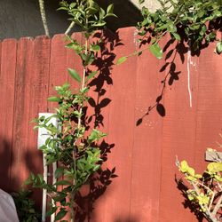 Bulubarry Tree Plant