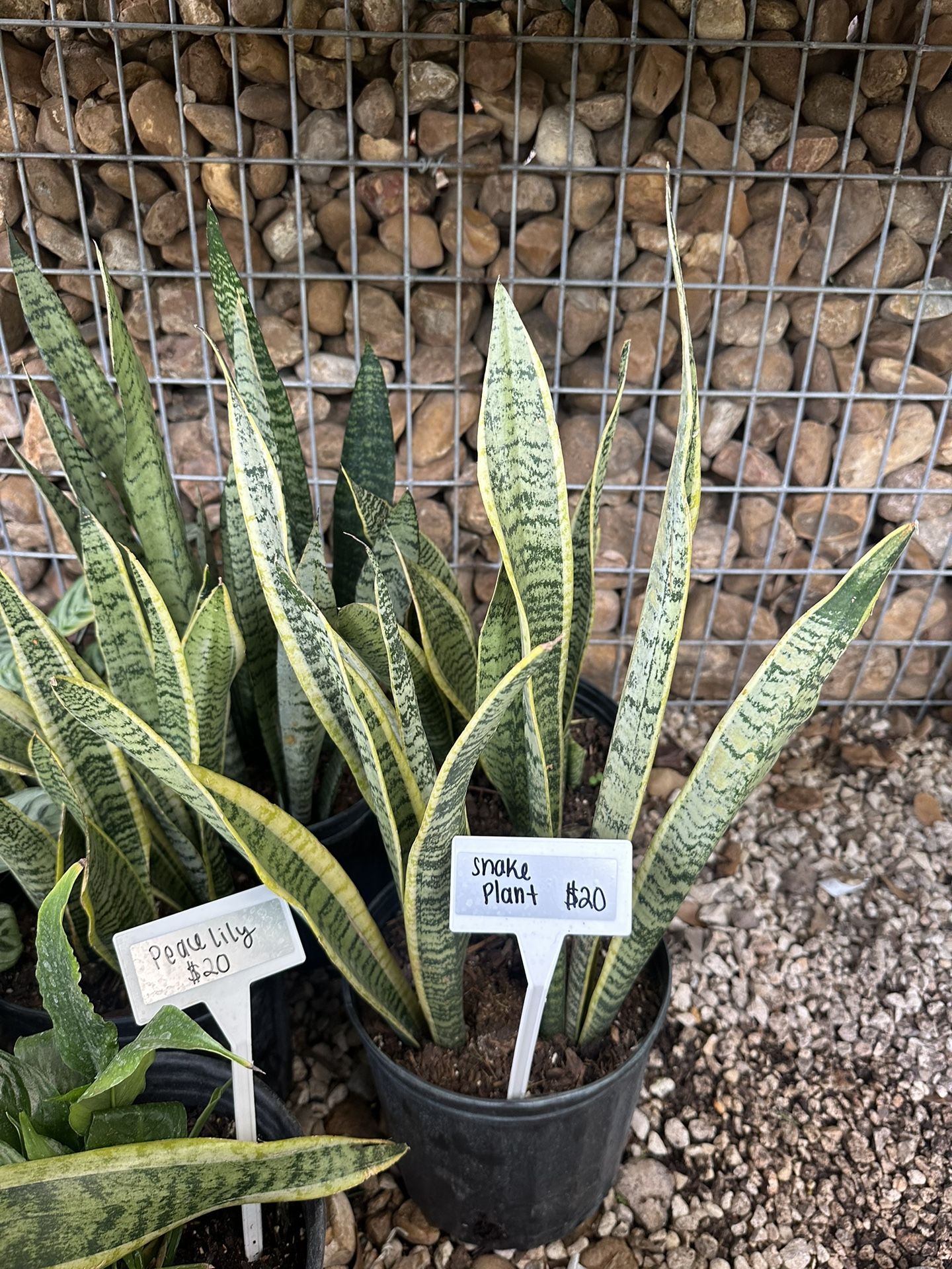 Snake Plants
