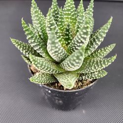 ZEBRA Cactus Only $5  SKYLINE SUCCULENTS  IN San Lorenzo