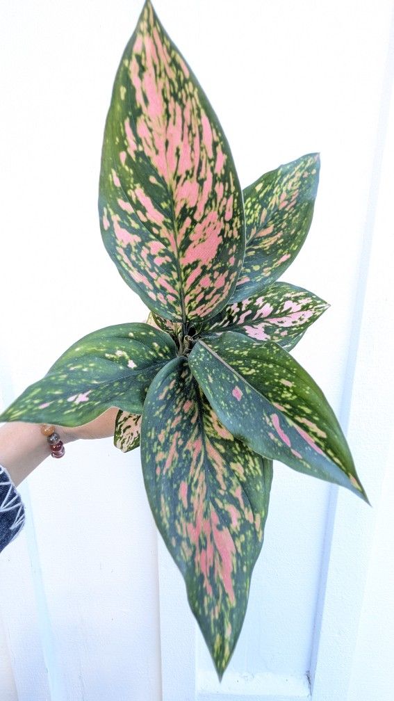 Aglaonema Valentina Plant 4" Pot - Indoor House Plants