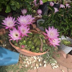 Hermosa Suculenta $28