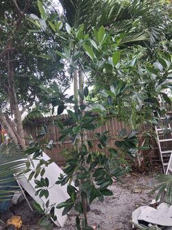 Jackfruit tree about 7 feet will dig 250.00