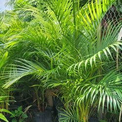 Beautiful Arecas Palms For Inmediate Privacy!!! 6 Feet Tall!!! Fertilized 