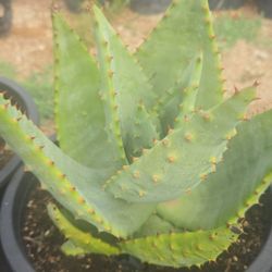 Aloe Marlothii