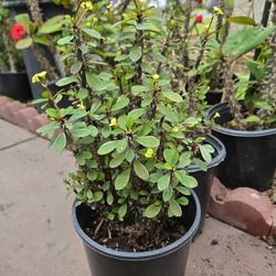 Crown of Thorns, Mini Flowers, One Gallon Pot 