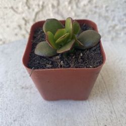2 Inch Pot Succulent Plant - Crassula Ovata - Mini Jade - Rooted & Established - Drought Resistant 🪴 Great Baby Shower Wedding Favors 