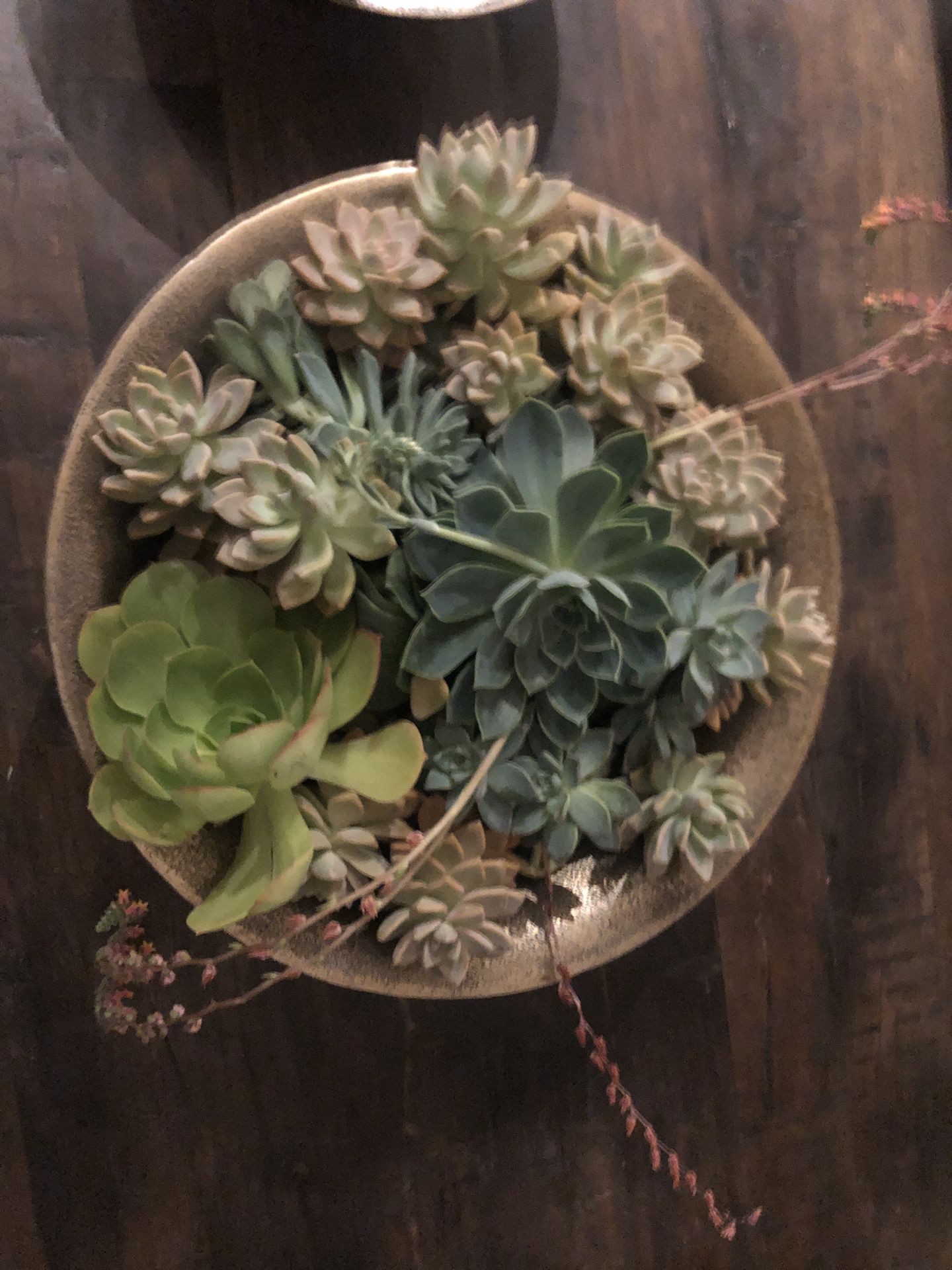 Affordable succulent display customs